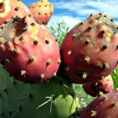 Bucce di fichi d'India a cotoletta: Un'autentica sorpresa siciliana