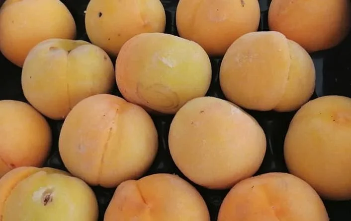 Leonforte IGP Peach