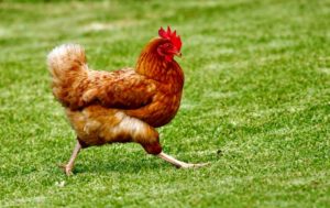 Carne di pollo