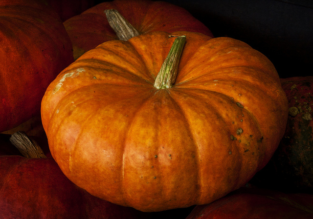Zucca