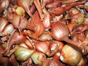 Scalogno
