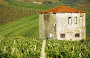 I vini tipici della Sicilia
