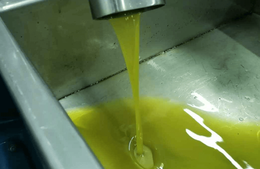 Olio extravergine di oliva Nocellara del Belice DOP