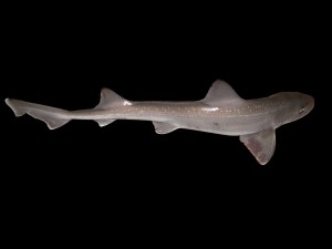 Pesce palombo