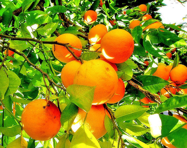 Rosolio di arance
