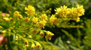Rosolio di citronella