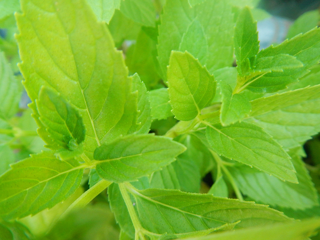 Rosolio di menta