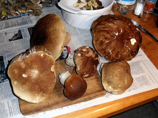 Funghi porcini