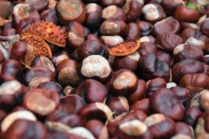 Come cuocere le castagne