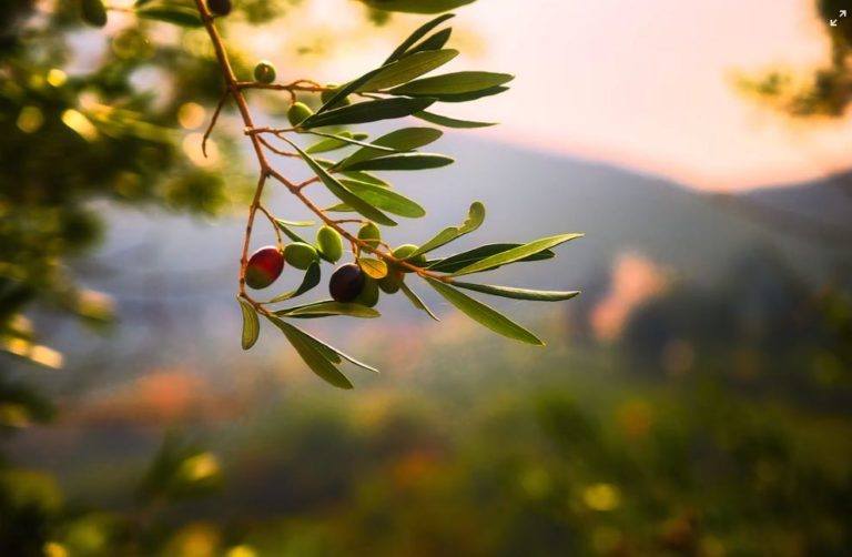 Olio di oliva