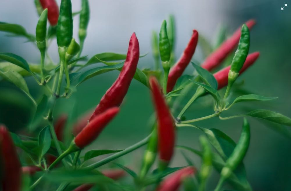 Peperoncino