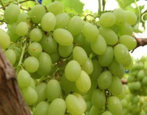 Uva da tavola di Mazzarrone IGP