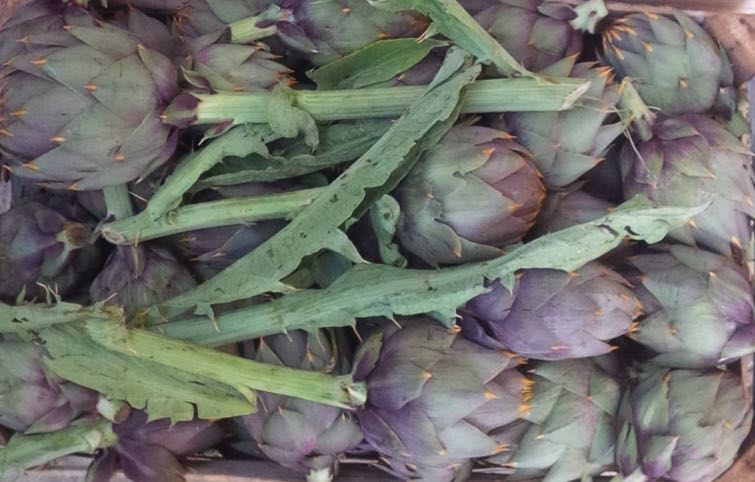 Carciofo spinoso di Menfi