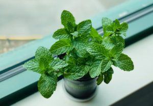 Menta