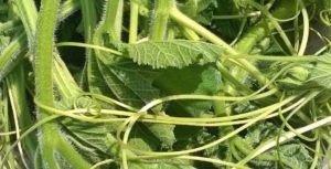 Tenerumi o taḍḍi di cucuzza